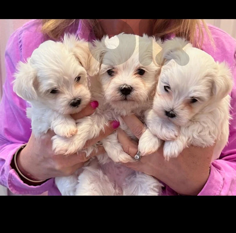 Males and females for sale puppy