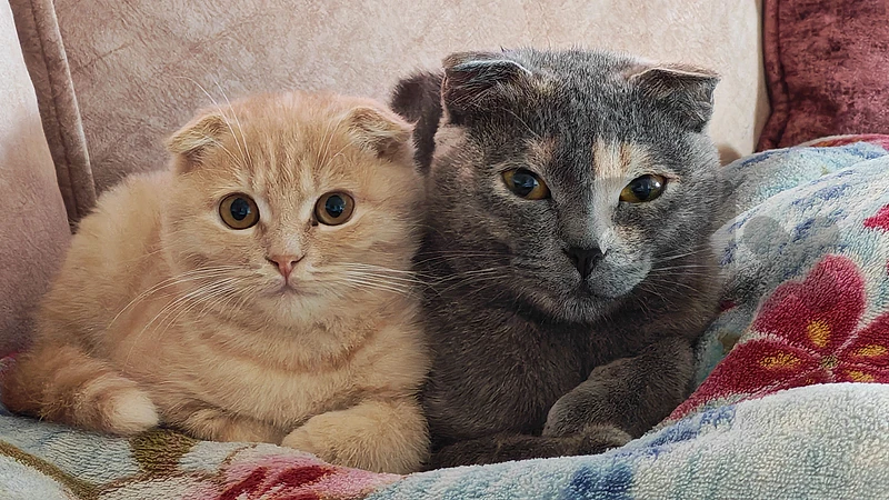 Scottish fold kitten