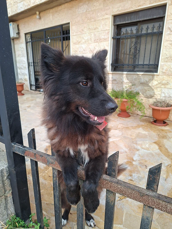 dog for adoption