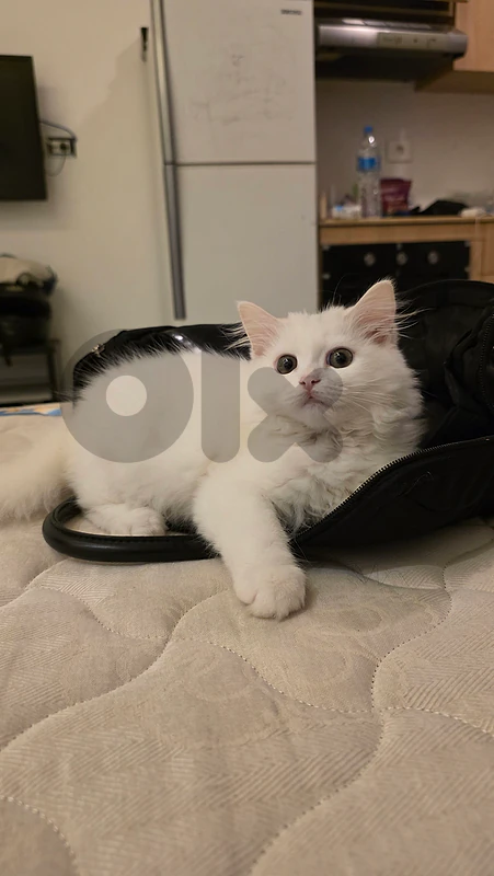 Persian mix + belongings
