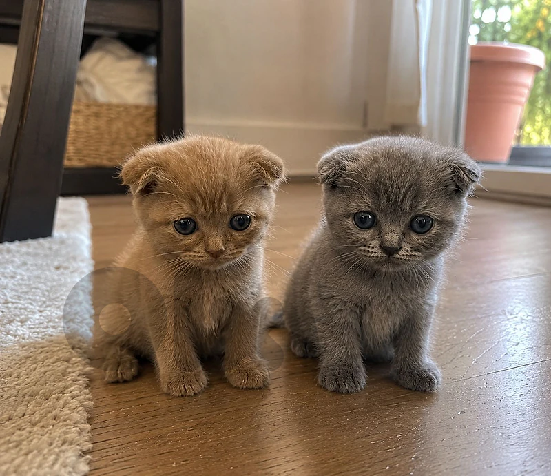 4 Scottish fold kittens