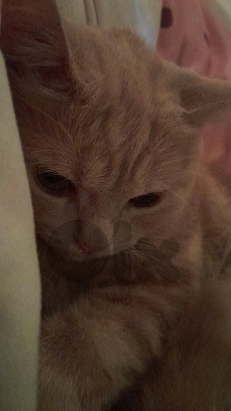 Orange cat for sale "Leo"