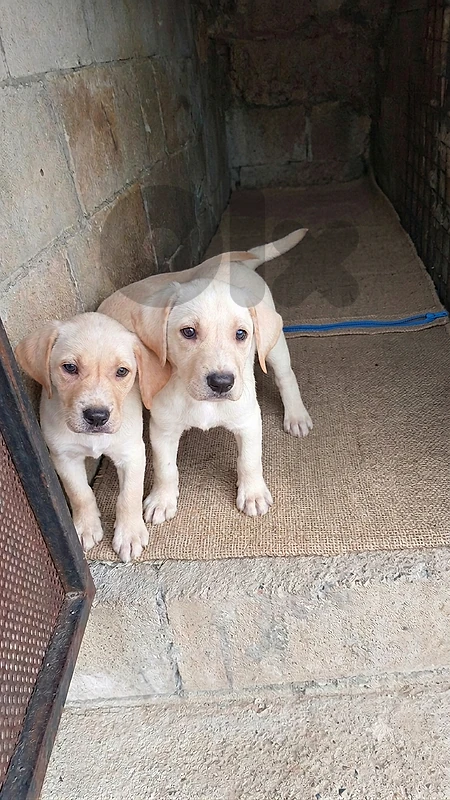 2 Small puppies for sale similar to Retriever dog جراء صيد صغيرة