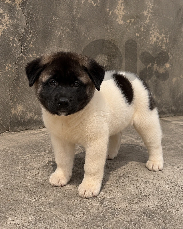 american akita puppy