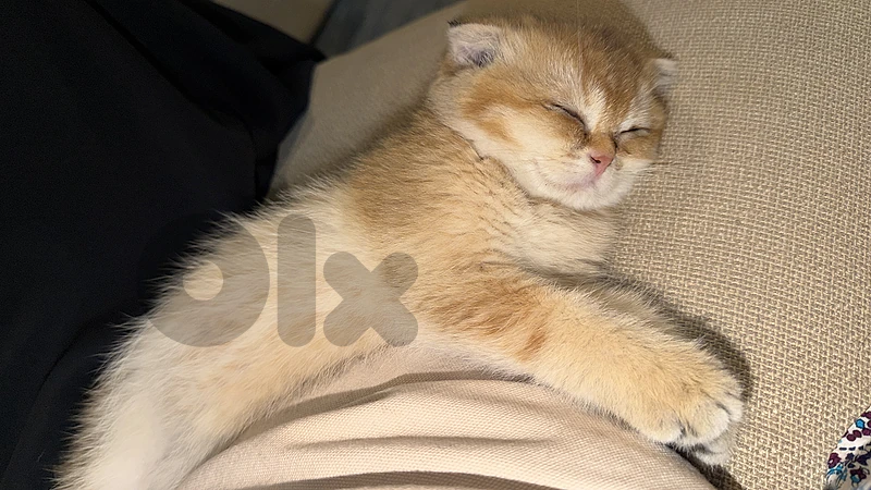 Golden Chinchilla Male Kitten Available