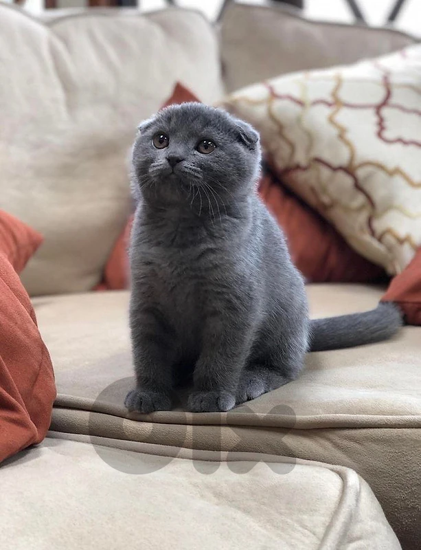 Scottish Fold Kitten – The Perfect Cuddle Companion! 🩶