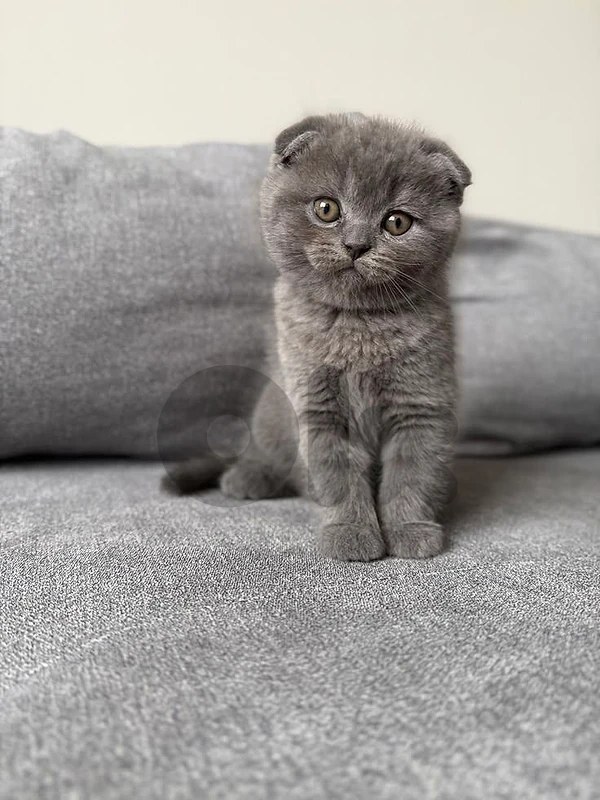 Scottish Fold Kitten – Your New Best Friend Awaits!