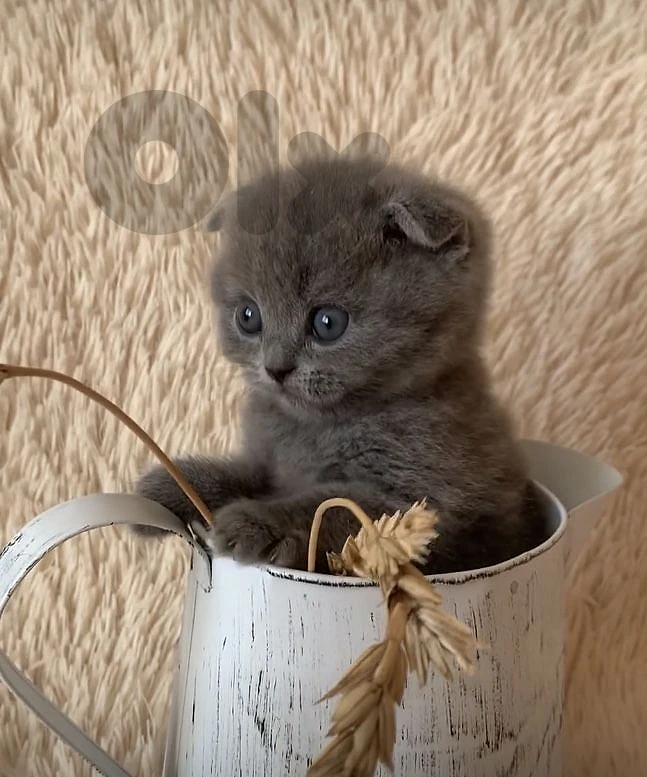 Meet the Cutest Scottish Fold Kitten - cat قطط