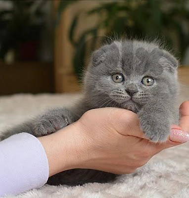 Scottish Fold Kittens | in store & delivery