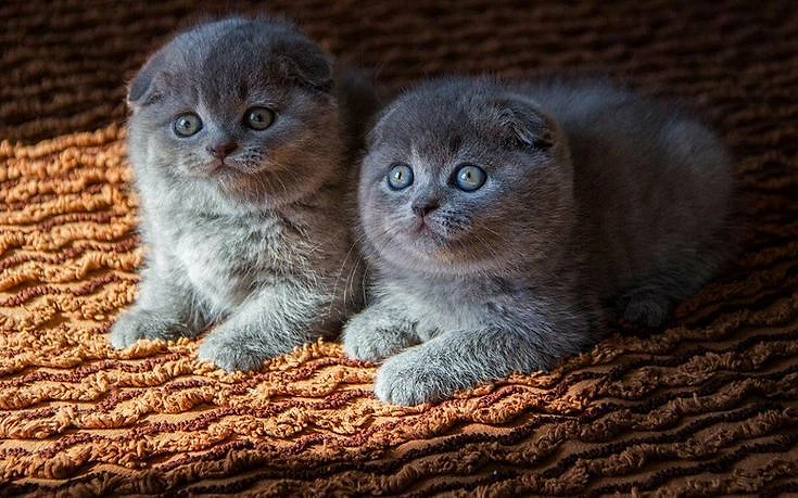 Cute Scottish Fold Kitten Available | in store & delivery