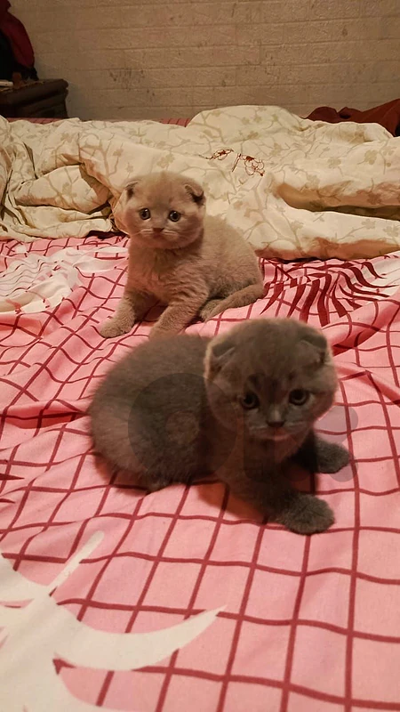 British & scottich kitten