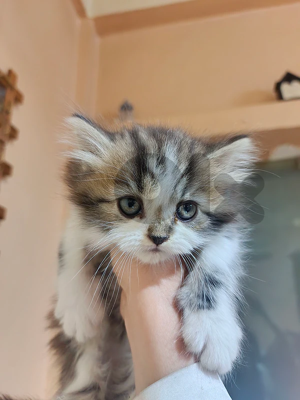 cat for sale