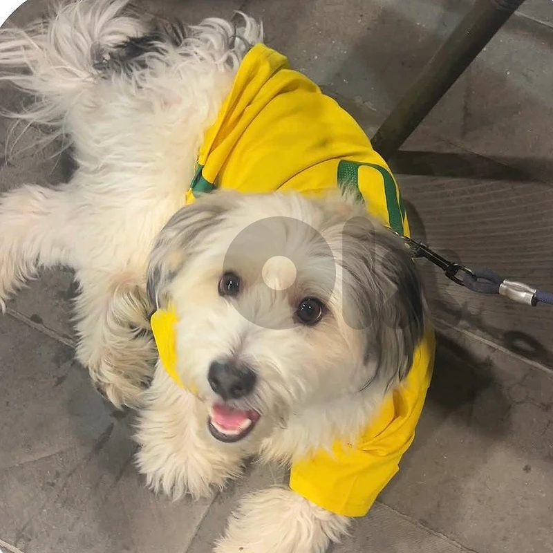 Britanian Bichon For Adoption