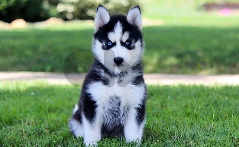 Husky Black and White with Blue Eyes