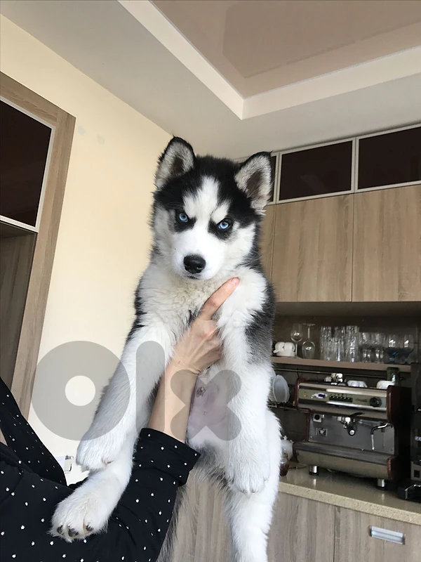 Husky