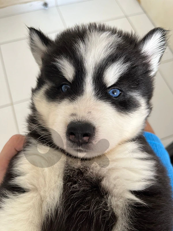 Husky puppy Love