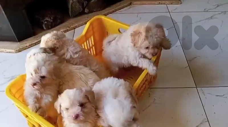 vaccinated mini maltese