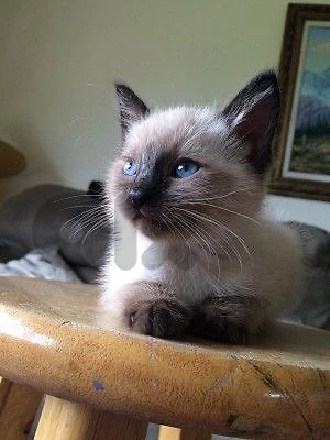 siamese kitten