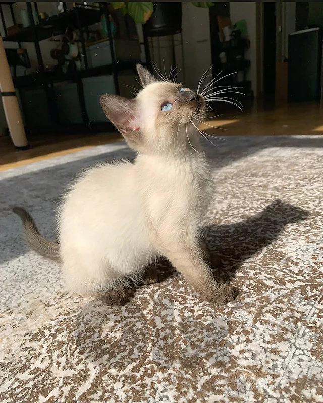 siamese love kitties