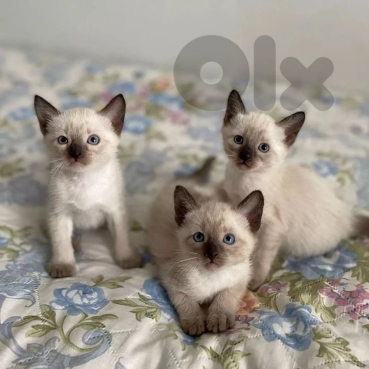 Siamese CUTENESS