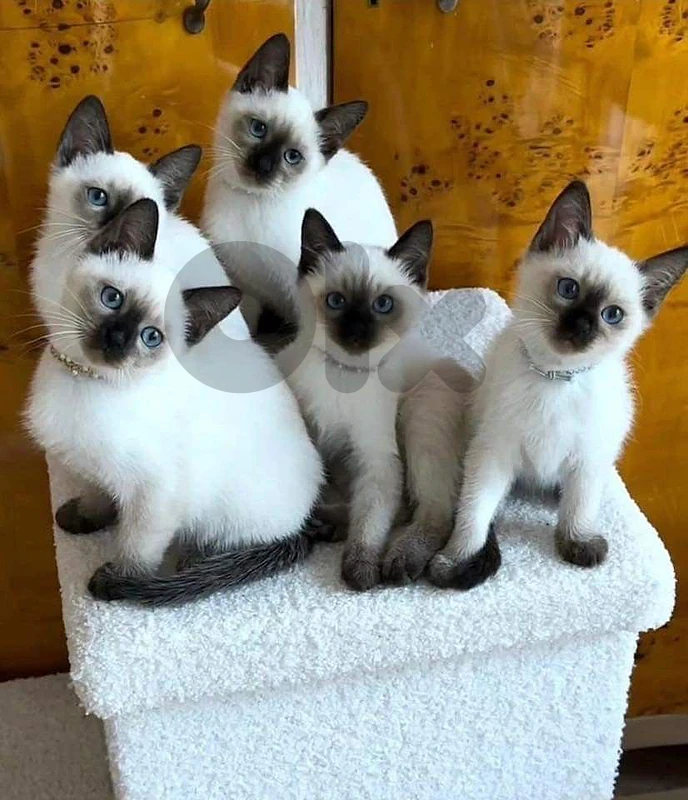 Kitten Siamese Love delivery