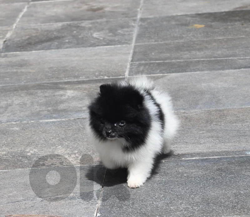 Imported Pomeranian puppy