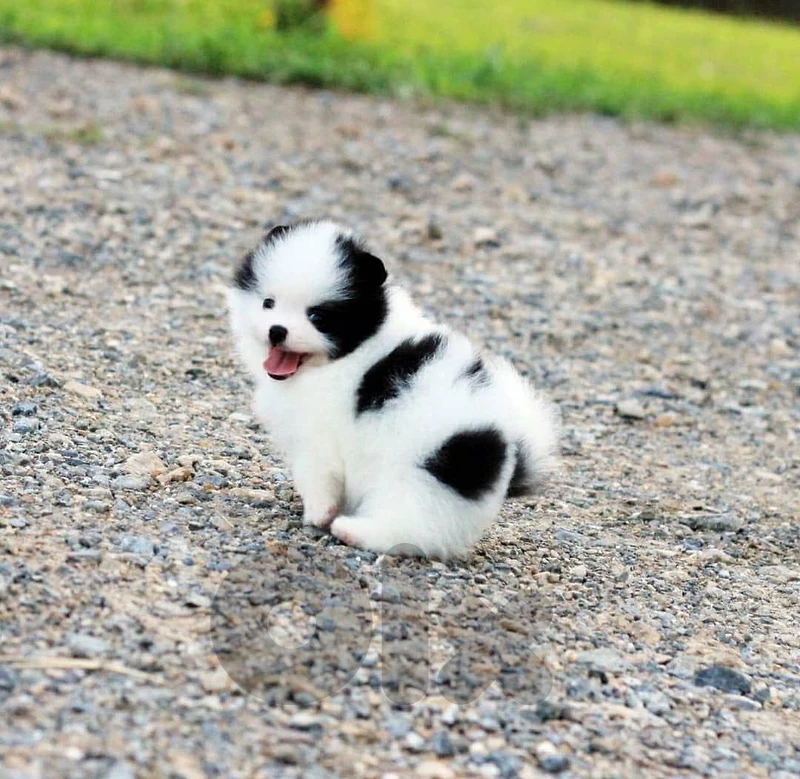 Imported Pomeranian Panda