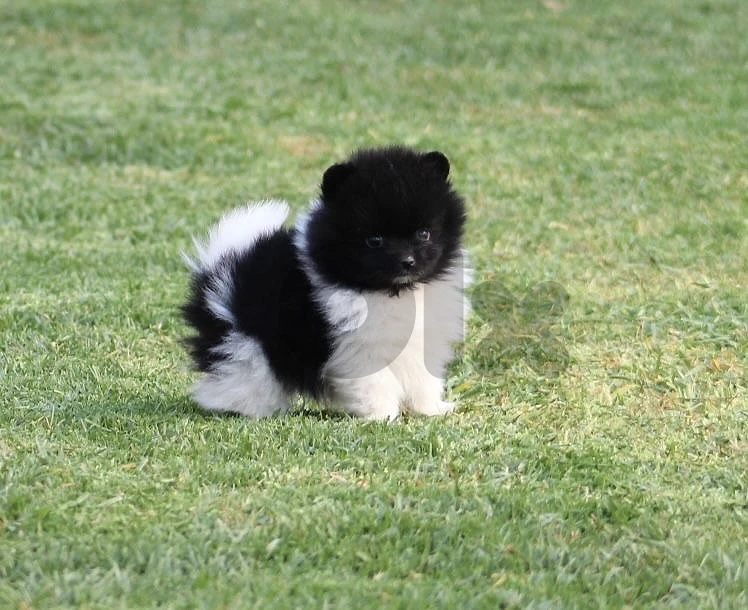 Panda Pomeranian black and white imported
