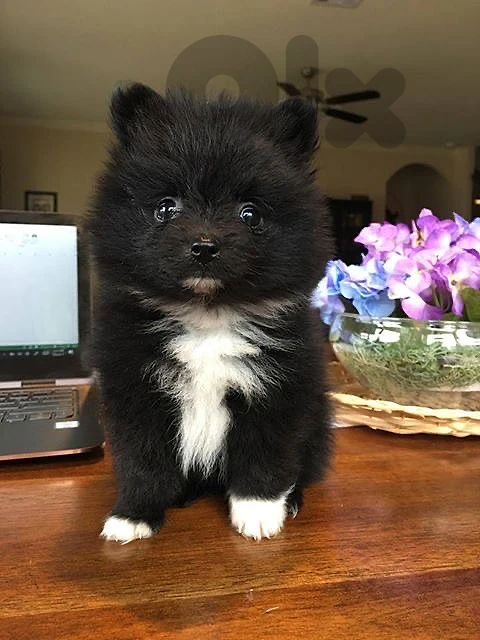 Pomeranian black imported
