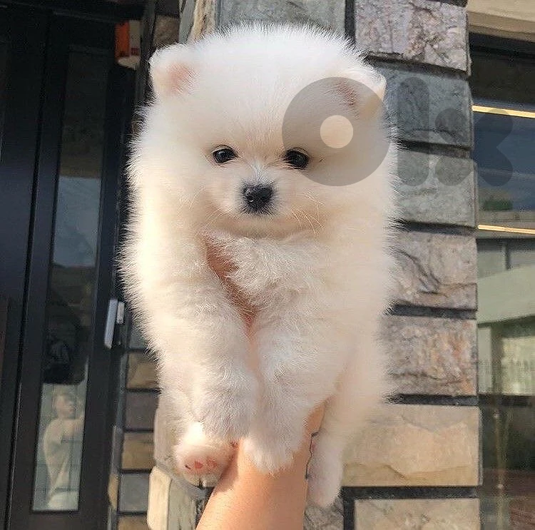 pomeranian white imported