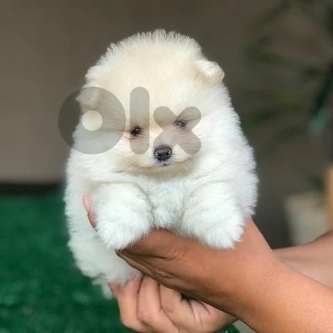 imported pomeranian white