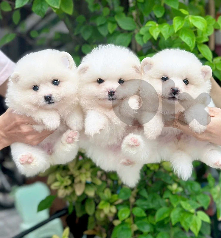 Pomeranian Imported