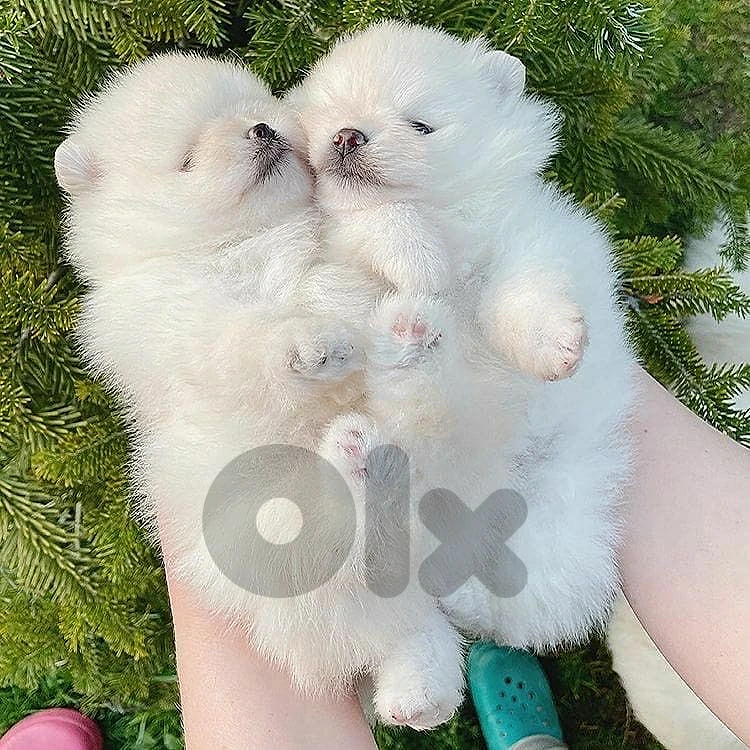 Pomeranian Imported
