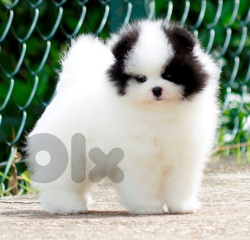 imported pomeranian panda