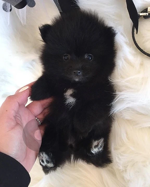 pomeranian black puppy imported