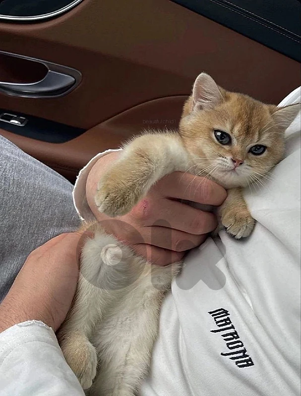 British golden chinchilla kitten