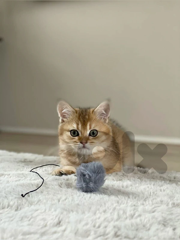 British golden chinchilla kitten