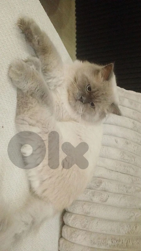 Himalayan cat