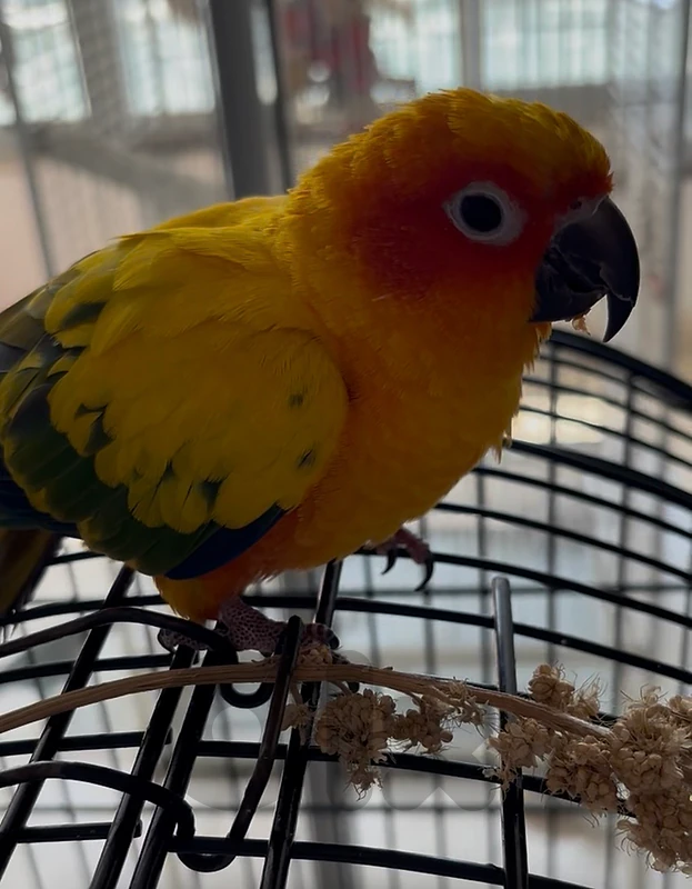 Friendly sun conure for sale