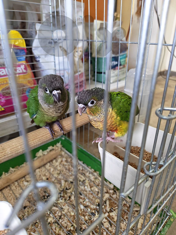 conure parrots