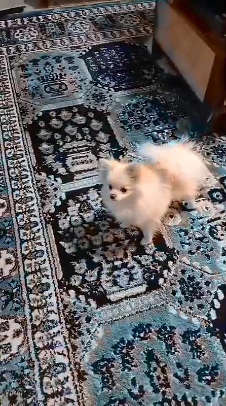 home mature dog