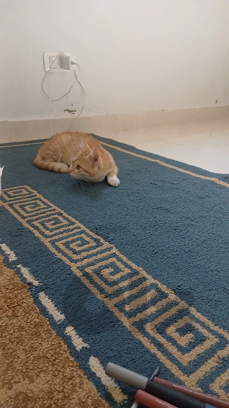 صيدا جنسنايا