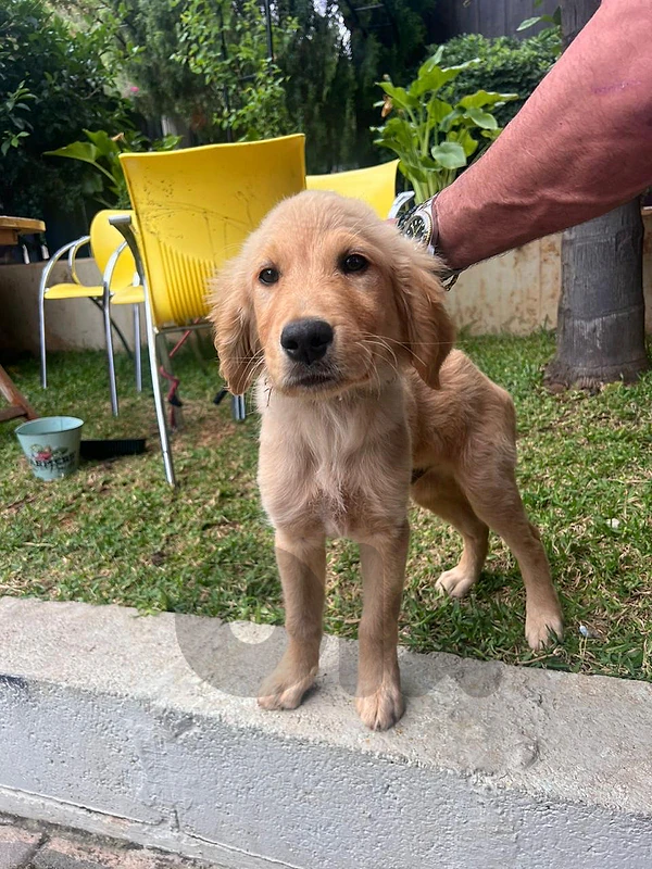 golden retriever puppy for sale
