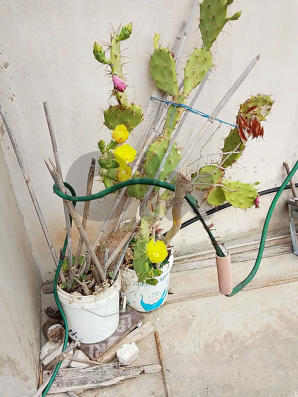 prickly plant  صبيرة