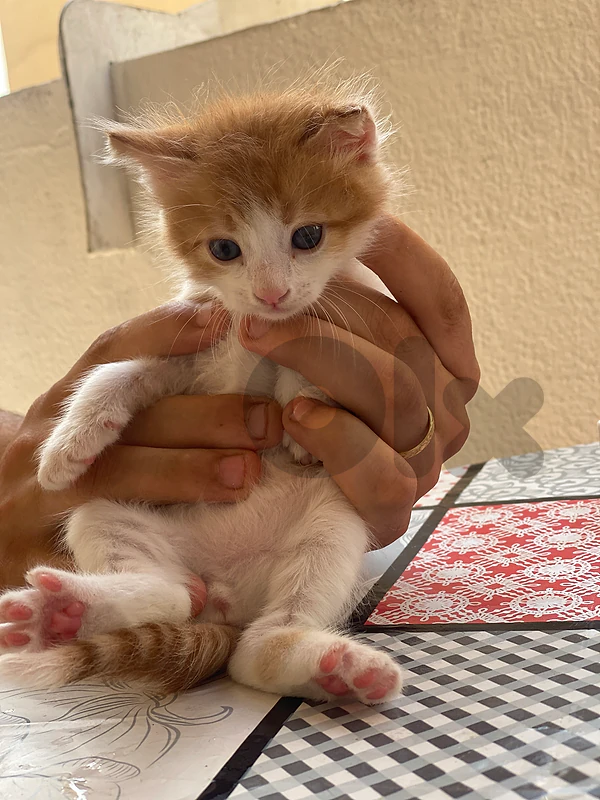 adoption