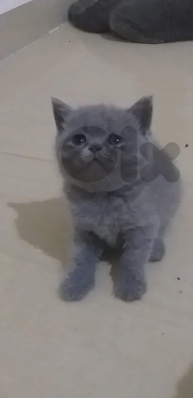 British short hair kittens