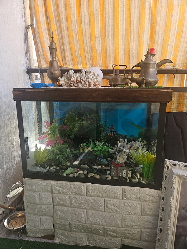 fish aquarium اكواريوم سمك