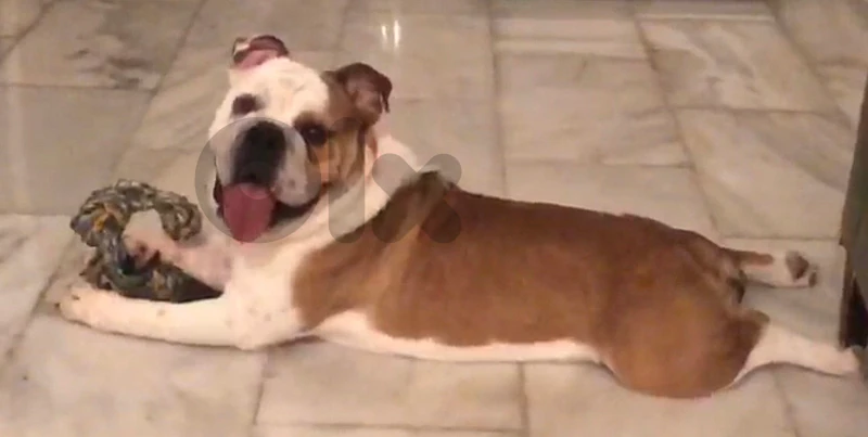English Bulldog