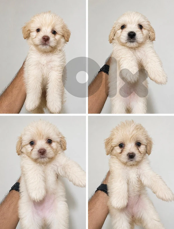 bichon dwarf