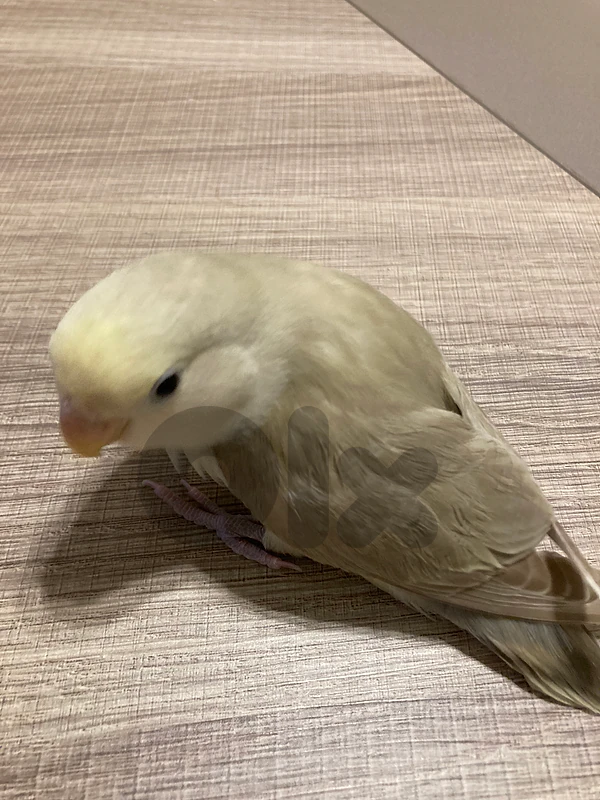 روز  مروض لون حلو